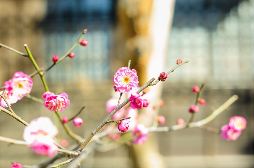 [美品] 作例有り。Nikon AF NIKKOR 50mm F1.8D