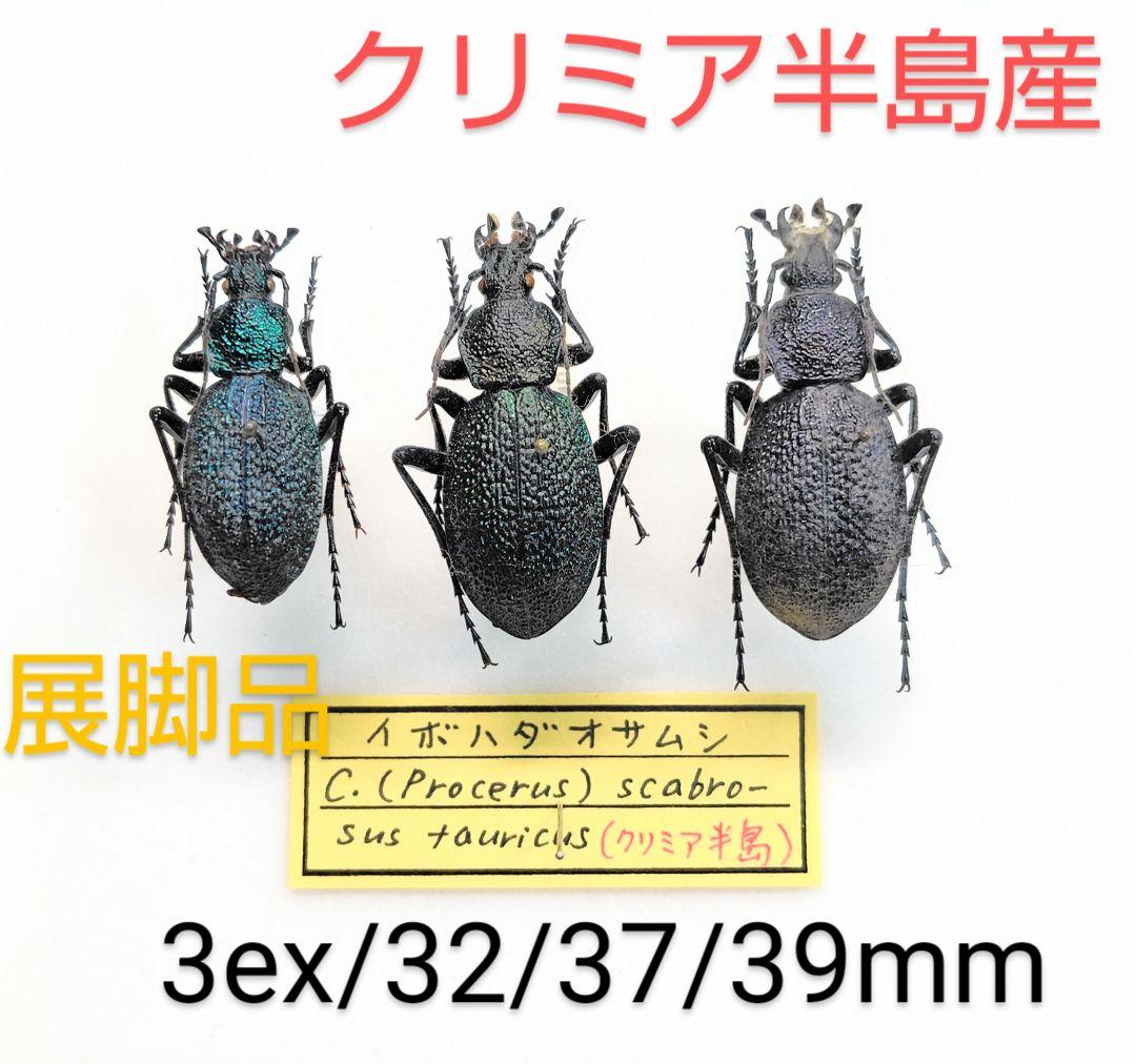イボハダオサムシ標本 ★クリミア半島産C.scabrosus tauricus