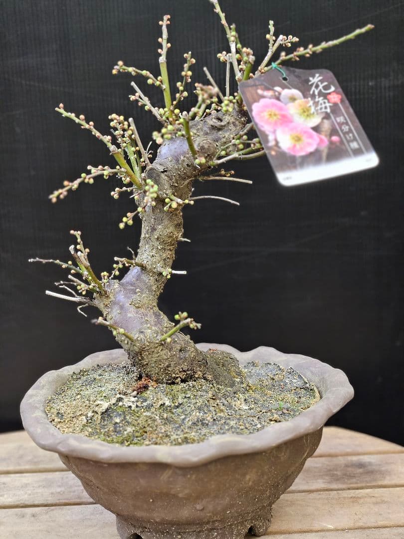 盆栽 今が旬 花梅 梅 【思いのままに】9号鉢 極上品 幹太 ほぼ蕾 写真現物