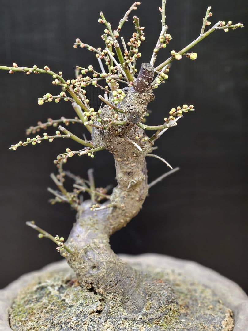 盆栽 今が旬 花梅 梅 【思いのままに】9号鉢 極上品 幹太 ほぼ蕾 写真現物