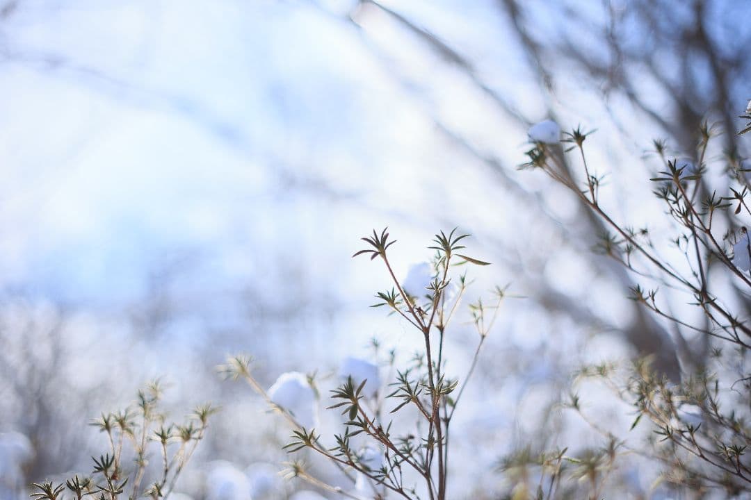 Super-Takumar 55mm F1.8 前期型 S/N：1252818