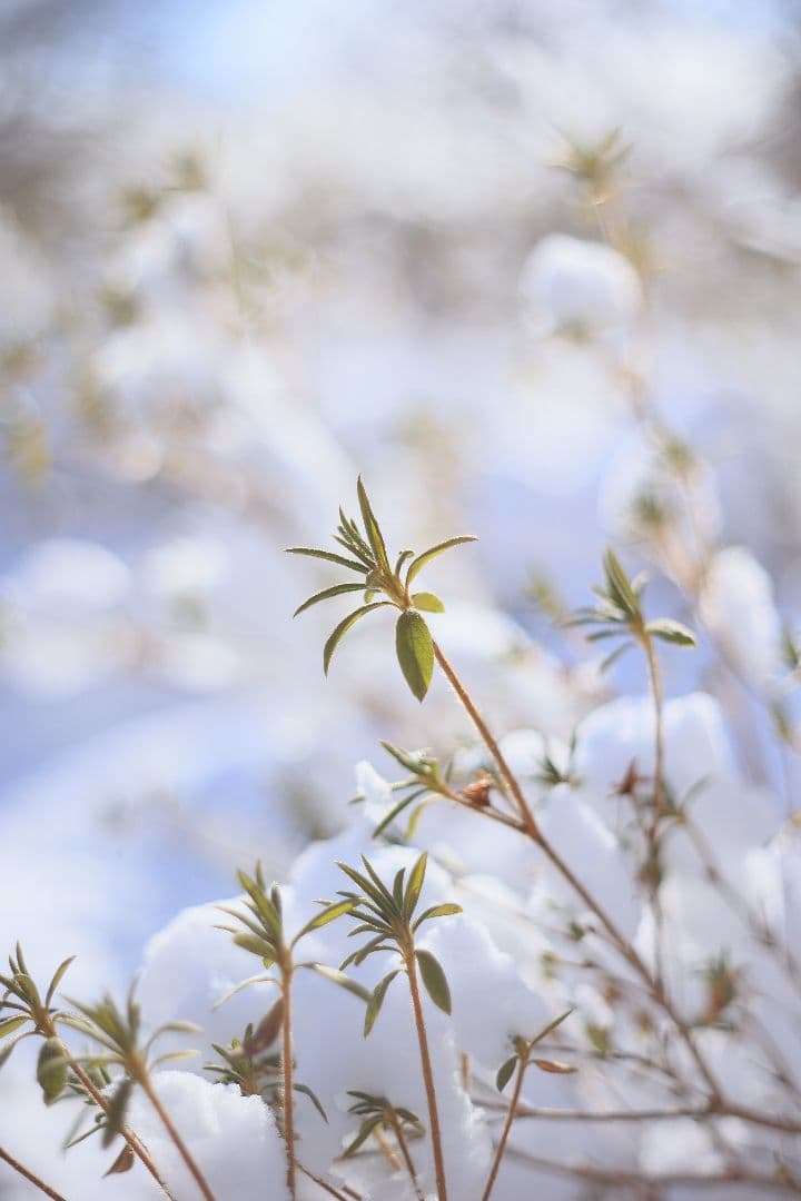 Super-Takumar 55mm F1.8 前期型 S/N：1252818