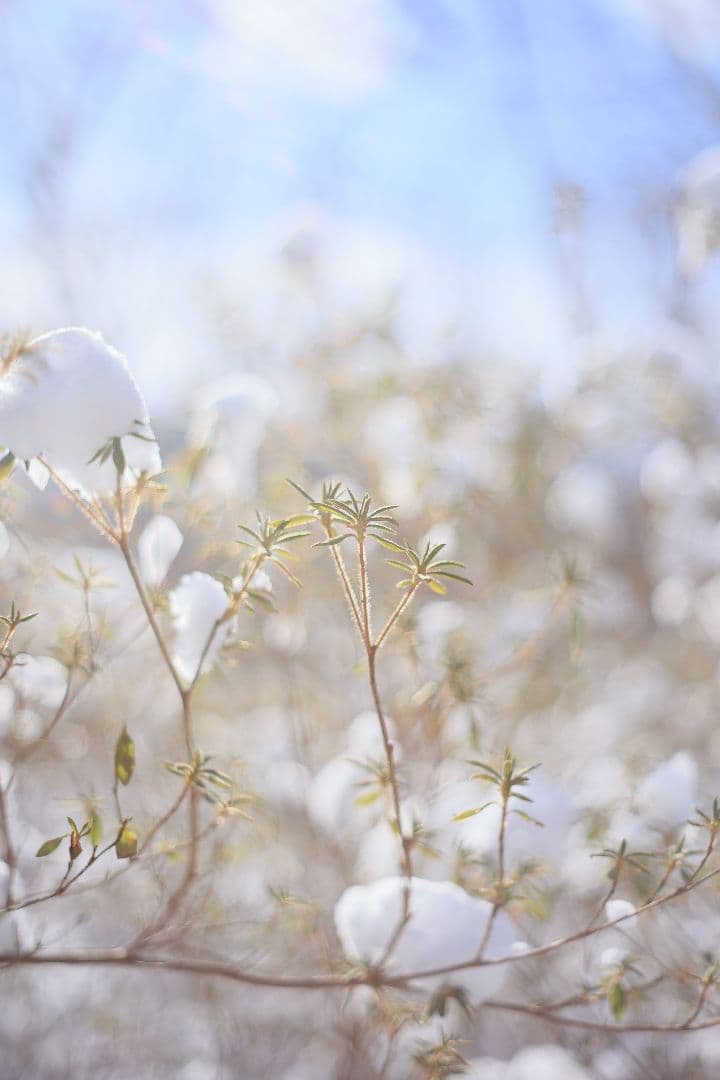 Super-Takumar 55mm F1.8 前期型 S/N：1252818