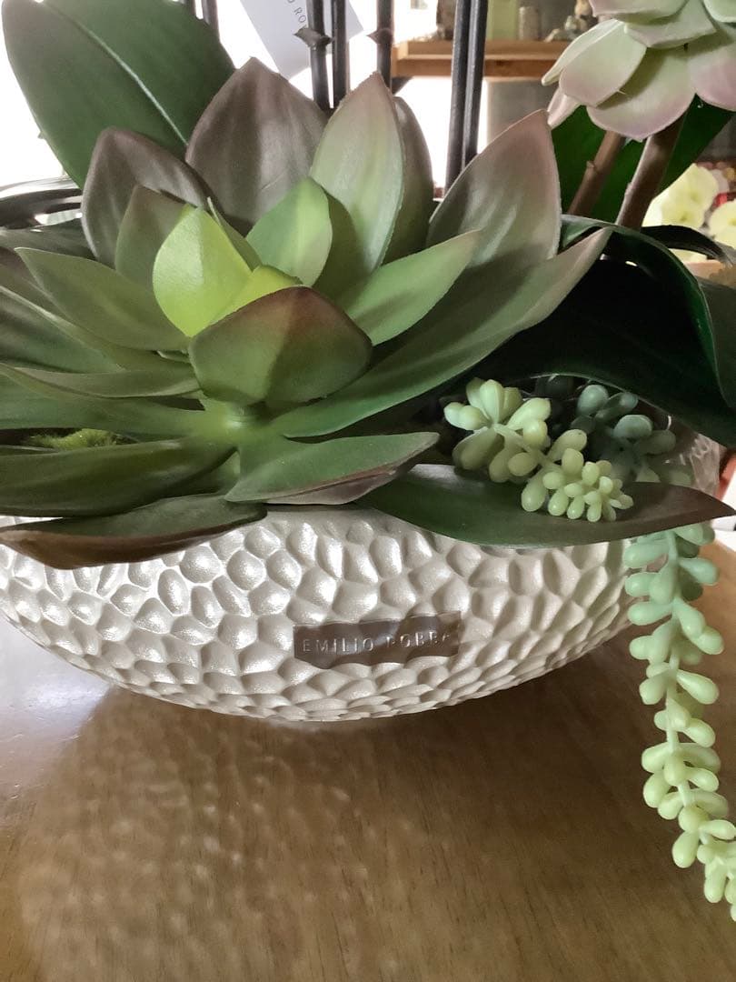 エミリオロバ　胡蝶蘭と多肉　専用です