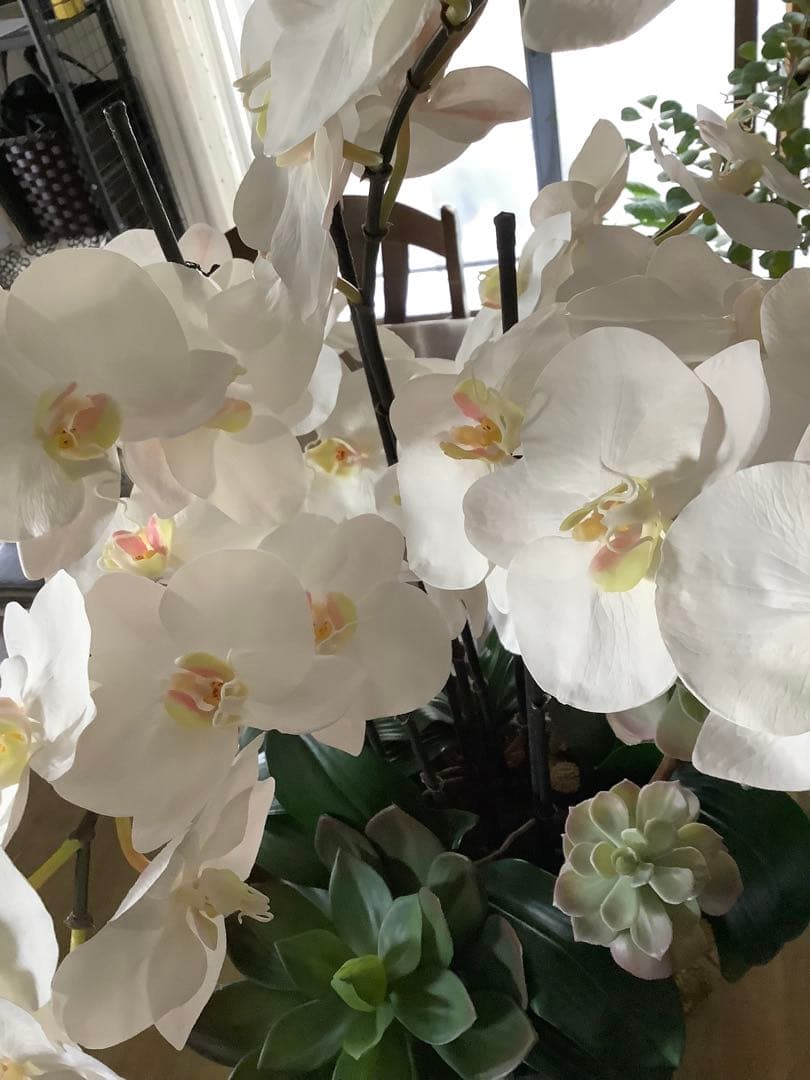 エミリオロバ　胡蝶蘭と多肉　専用です