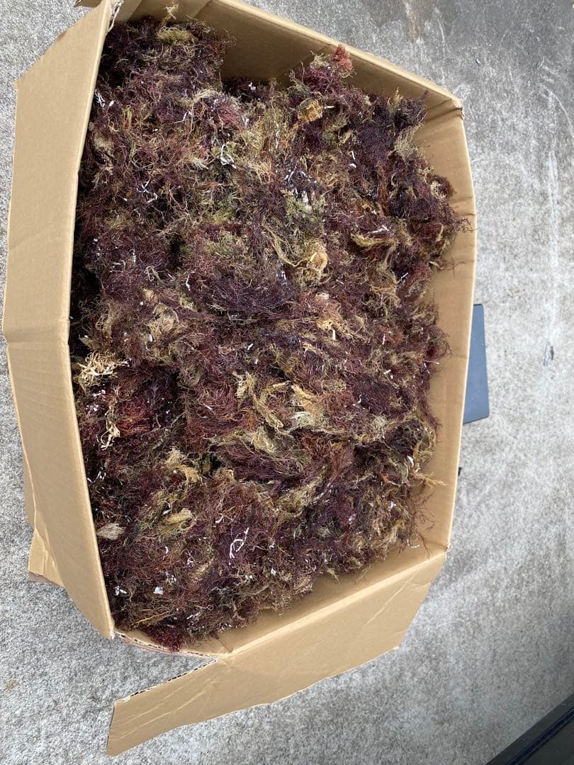 南房総産　天草　ところてん訳あり8キロ