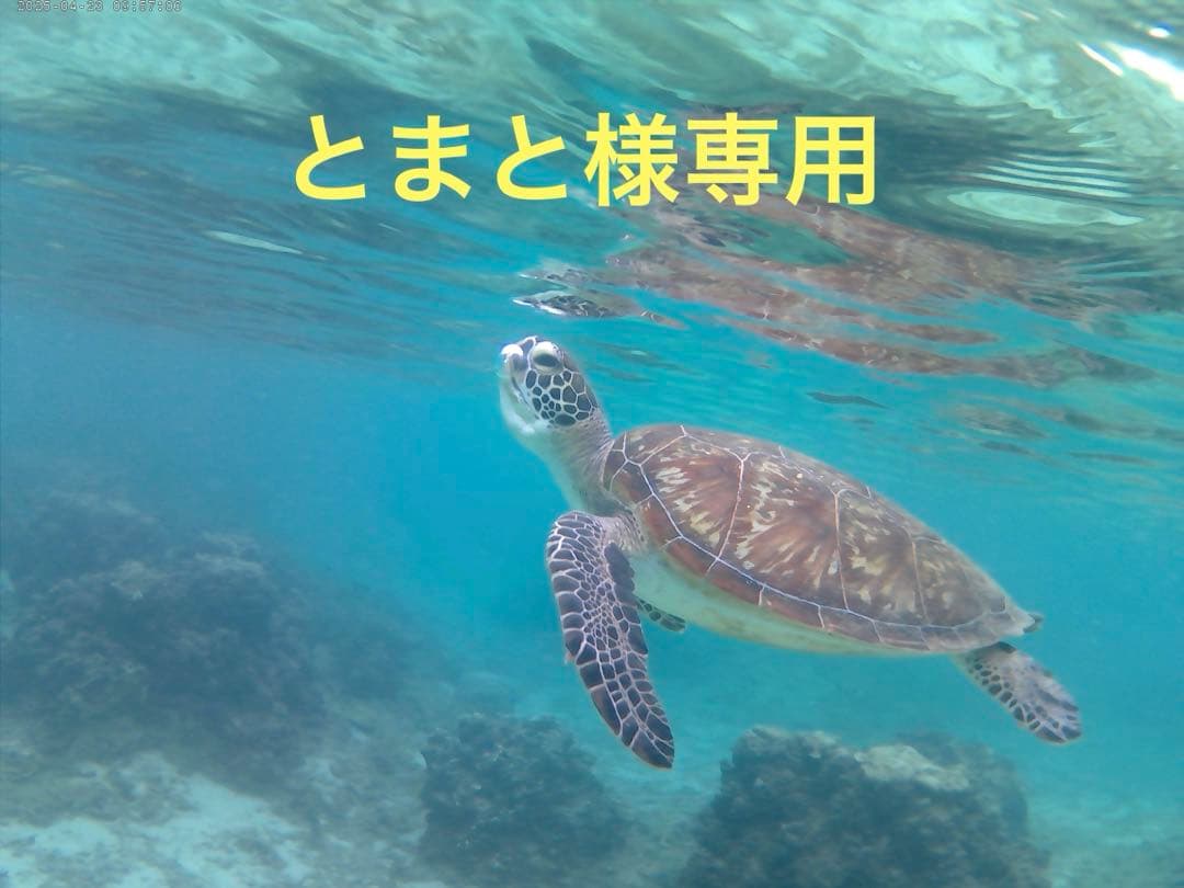 レジンアート海(とまと)