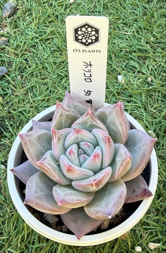 多肉植物 エケベリア オーズプランツ ホリコロ 50 実生 塾生株