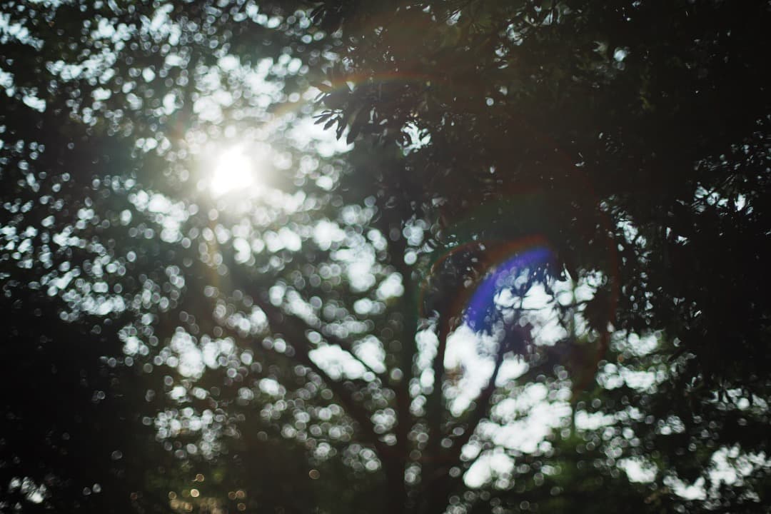 【極美品】Carl Zeiss Planar 50mm F1.4 AEJ 188