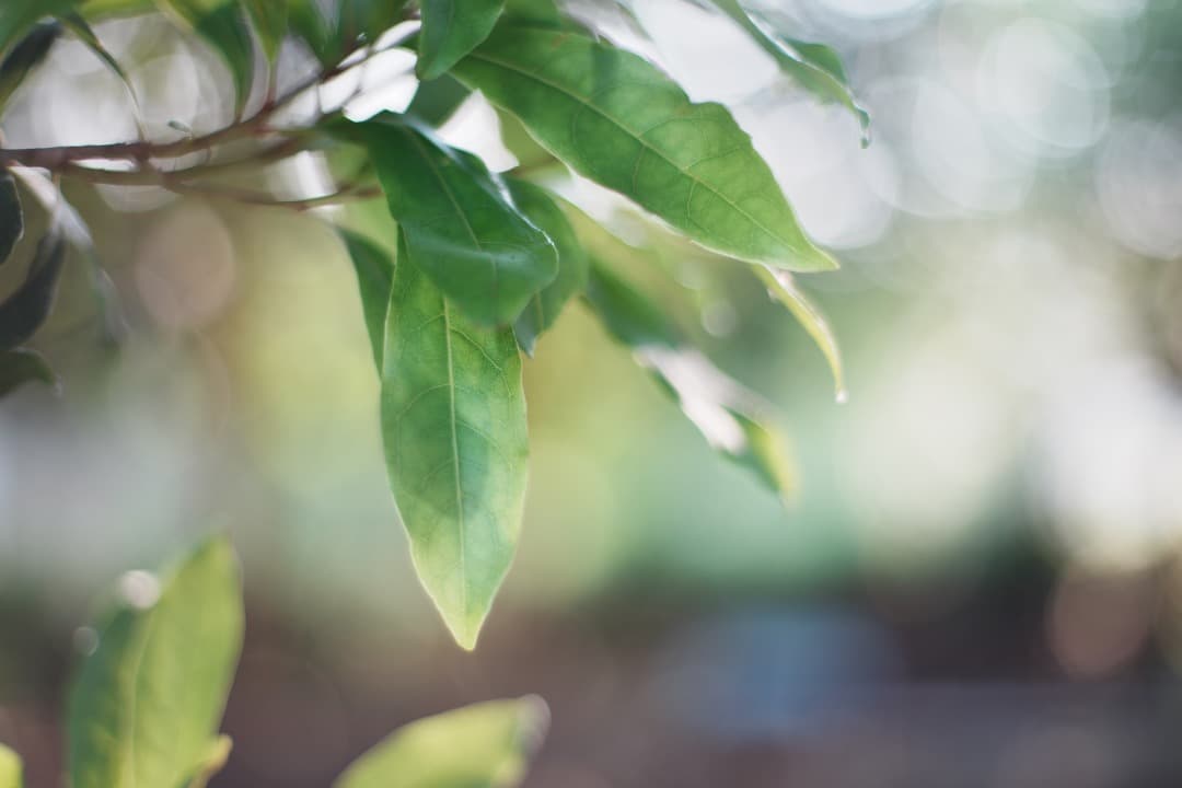 【極美品】Carl Zeiss Planar 50mm F1.4 AEJ 188