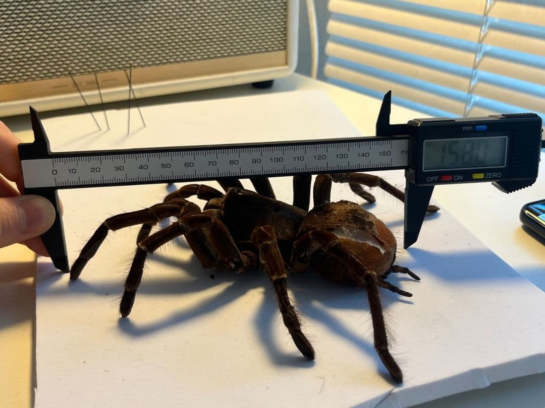 【蜘蛛最大種】バーガンディーゴライアスバードイータータランチュラの標本