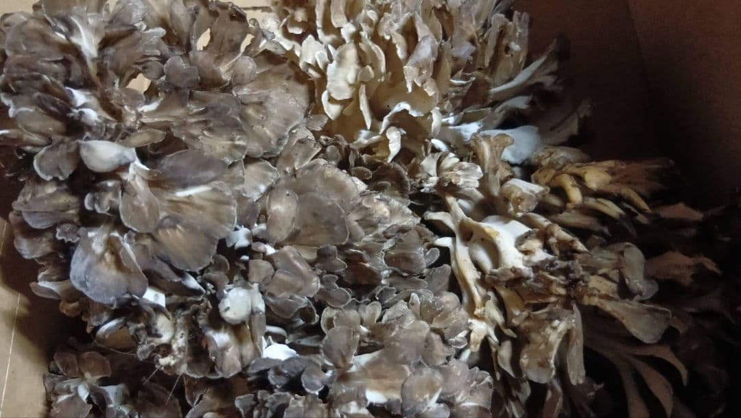 岩手県産　天然黒舞茸　1.2キロ