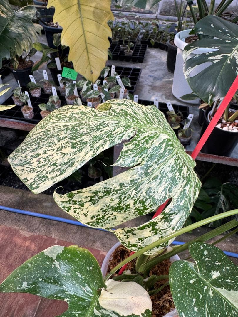 あ*け様 1モンステラ　タイコンステレーション　スターライト