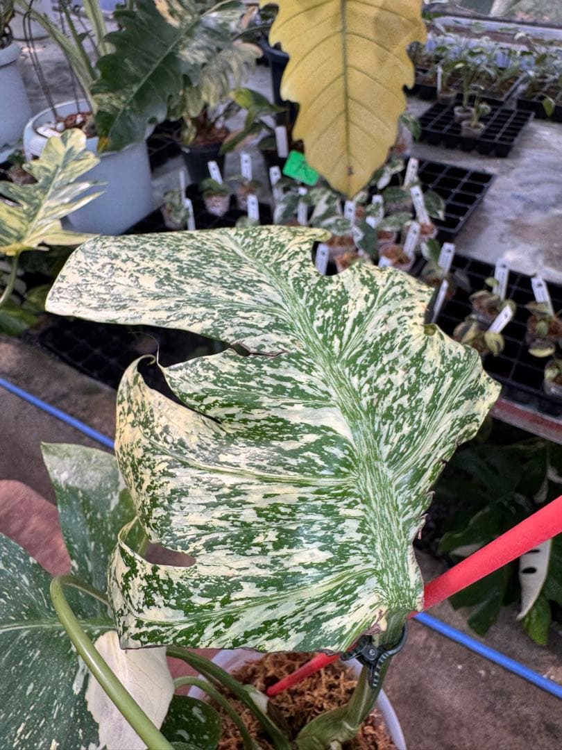 あ*け様 1モンステラ　タイコンステレーション　スターライト