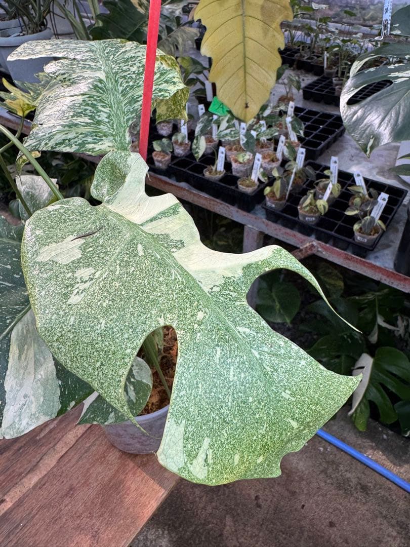 あ*け様 1モンステラ　タイコンステレーション　スターライト