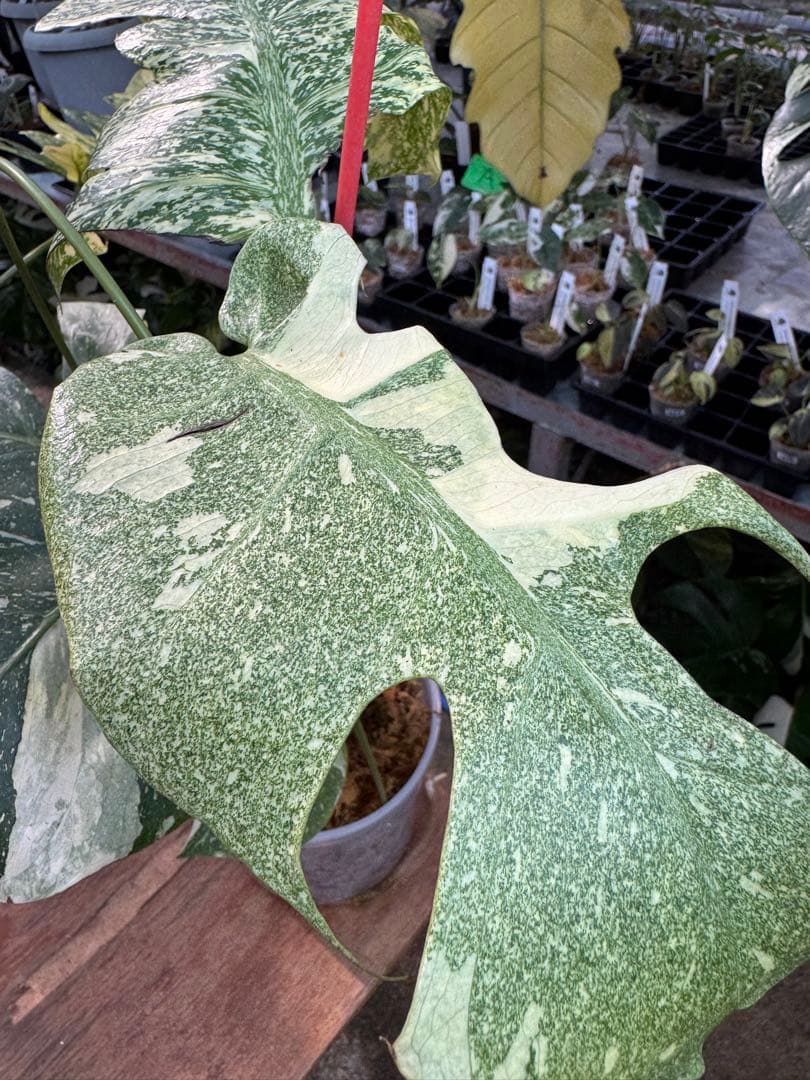 あ*け様 1モンステラ　タイコンステレーション　スターライト