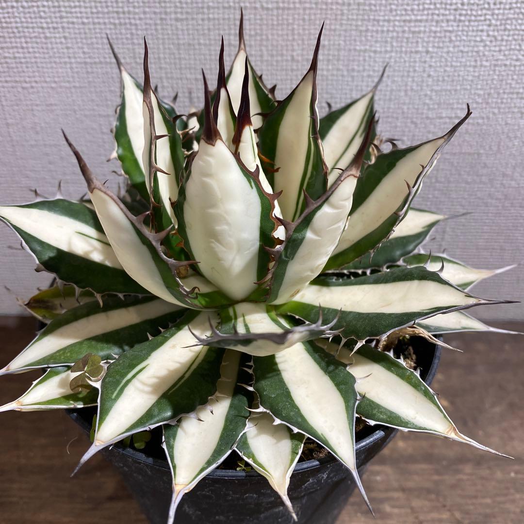 アガベ　ホリダ白中斑入　極上ラスト