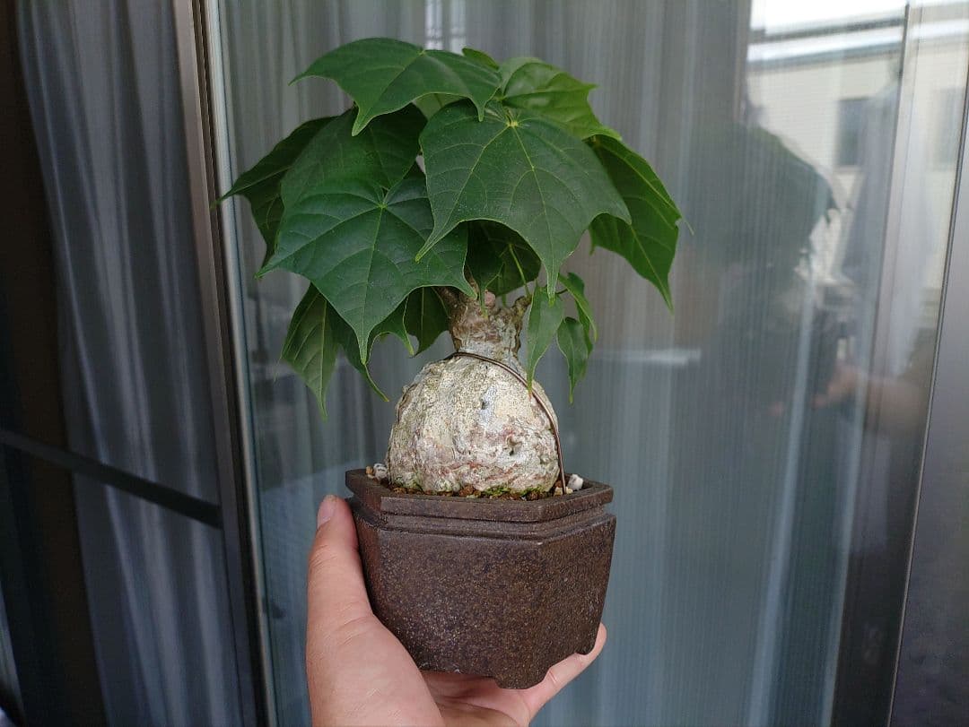 ゆーきん樹種不明　塊根植物　メルカリ便