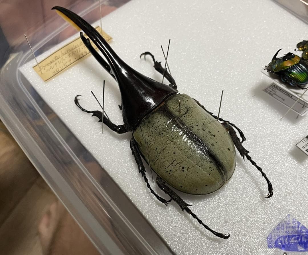 ヘラクレスオオカブト ブルー 標本 野外品
