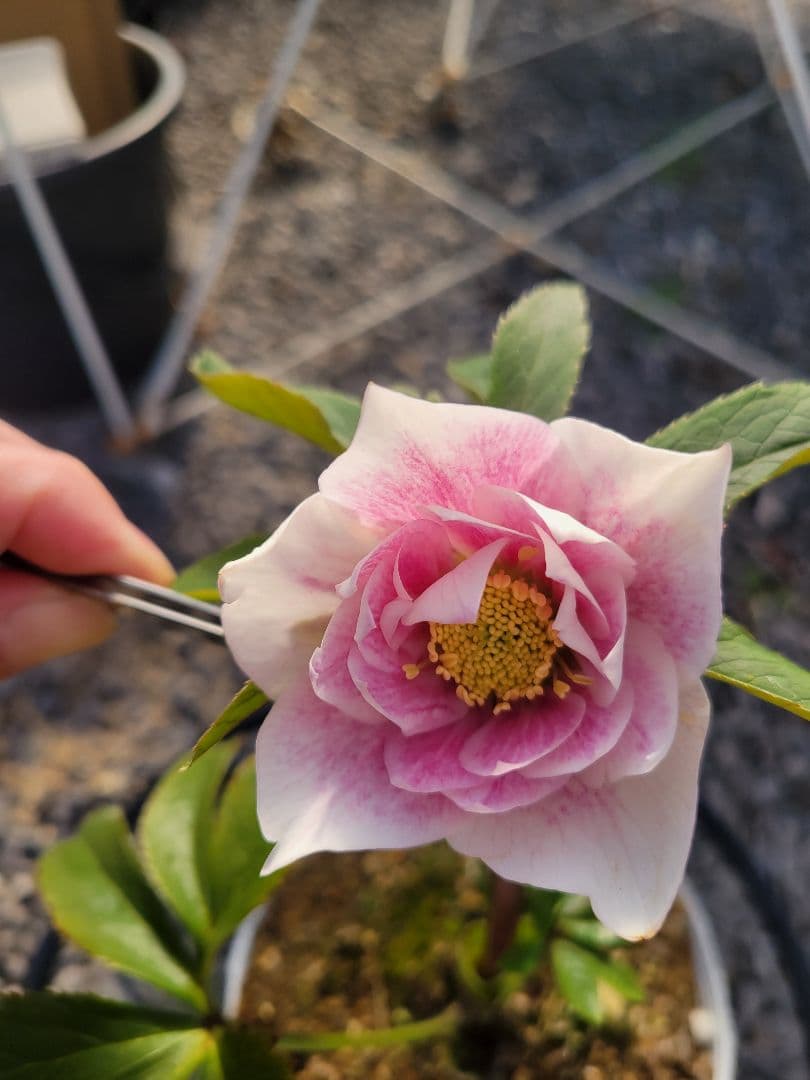 クリスマスローズ　グラデーションピンク　タブル