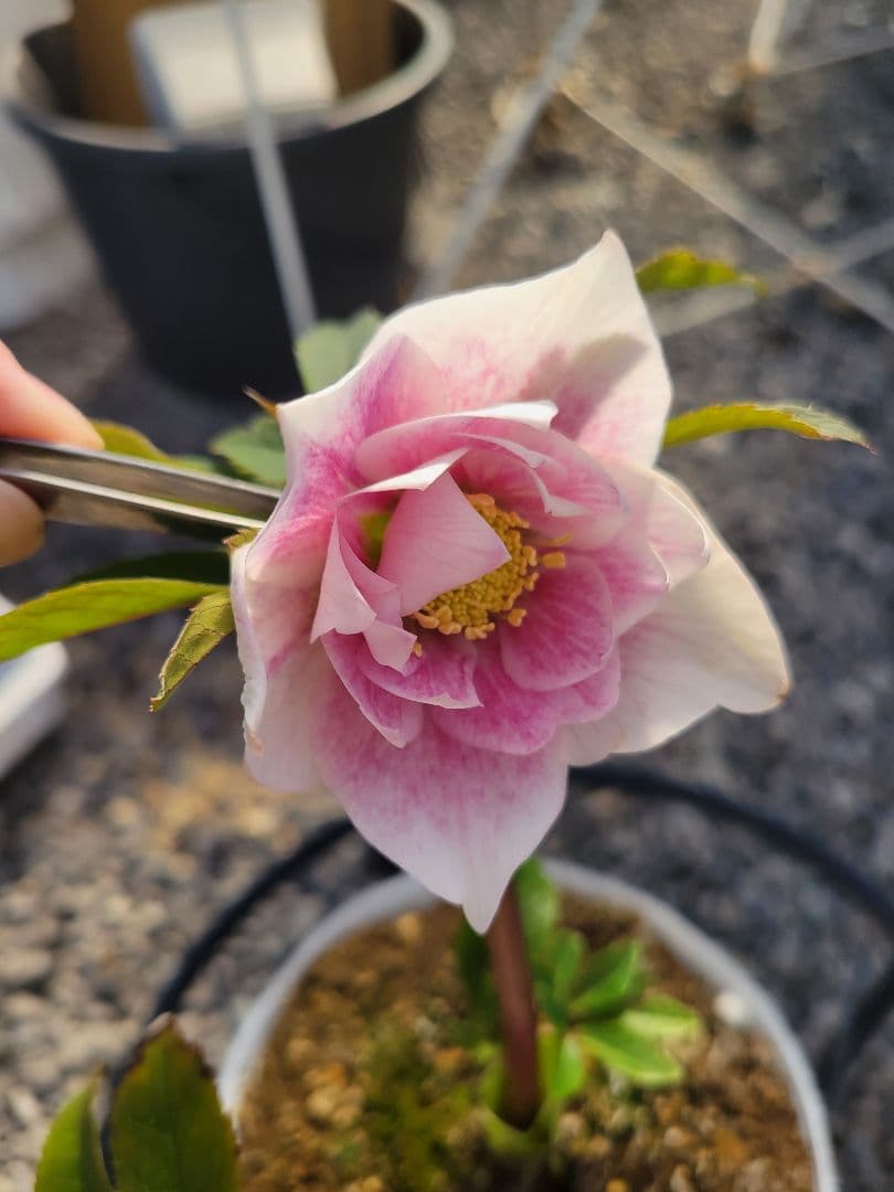 クリスマスローズ　グラデーションピンク　タブル