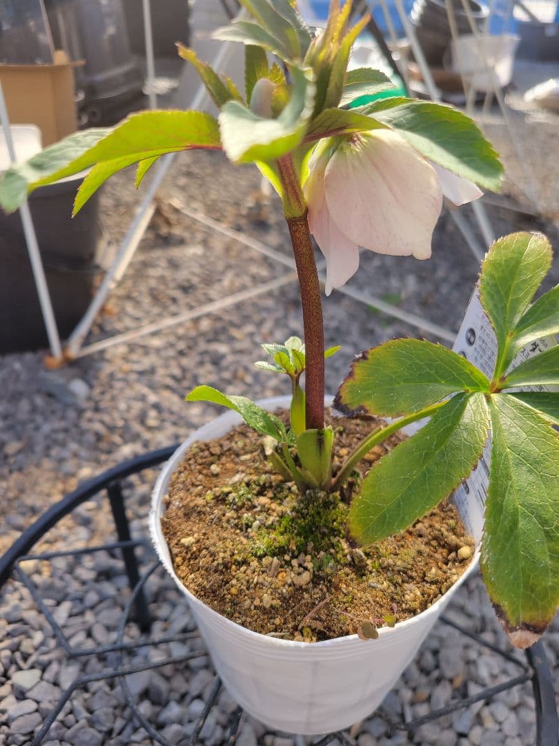 クリスマスローズ　グラデーションピンク　タブル