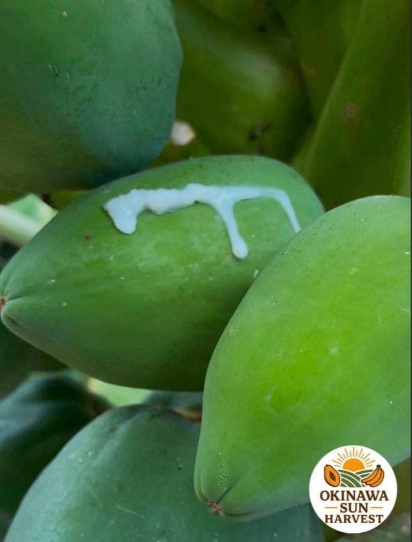 グリーンパパイヤ 10Kg