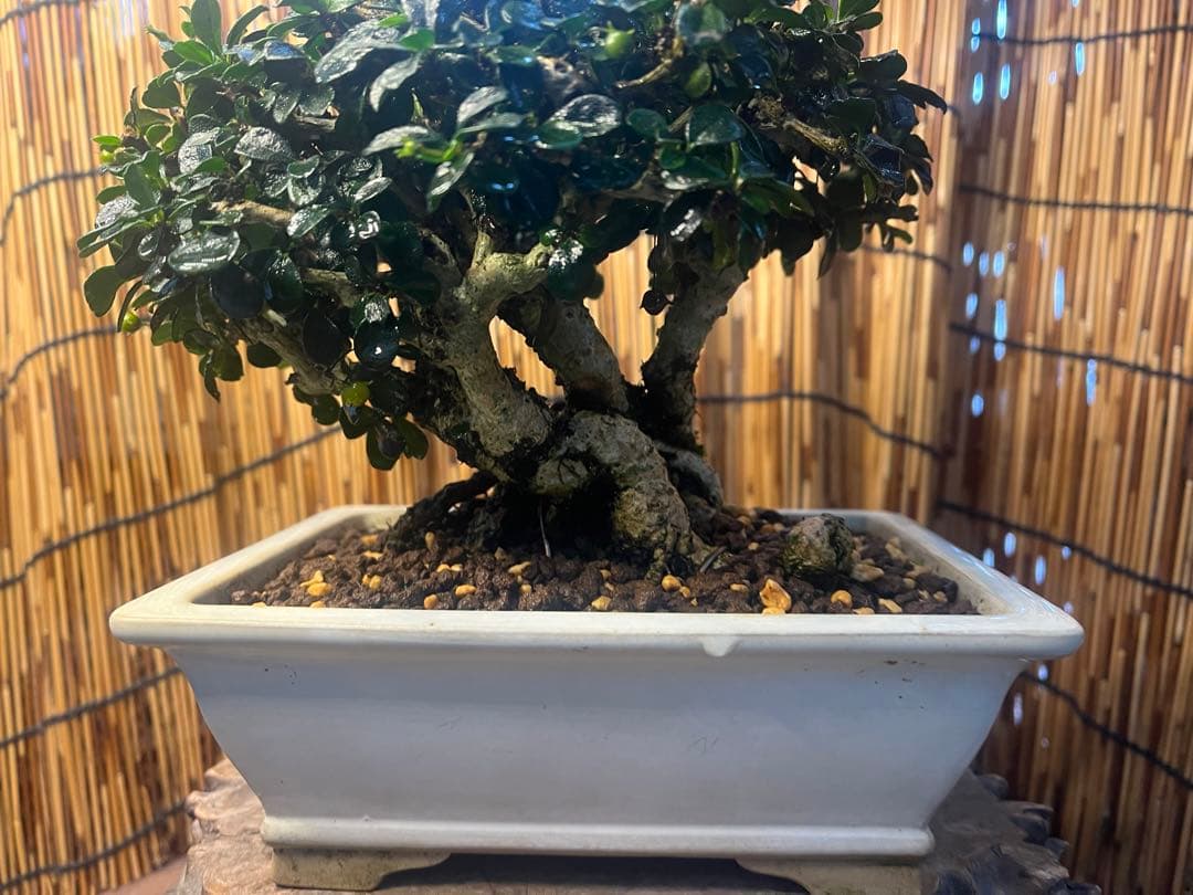 ✨✨✨フクマンギ【◎福万木】検/実物盆栽♪セール♪