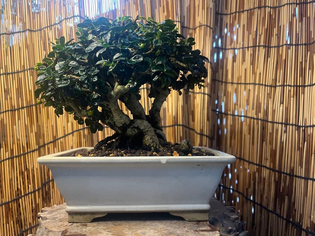 ✨✨✨フクマンギ【◎福万木】検/実物盆栽♪セール♪