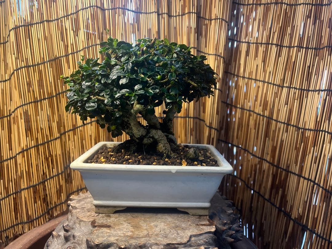 ✨✨✨フクマンギ【◎福万木】検/実物盆栽♪セール♪