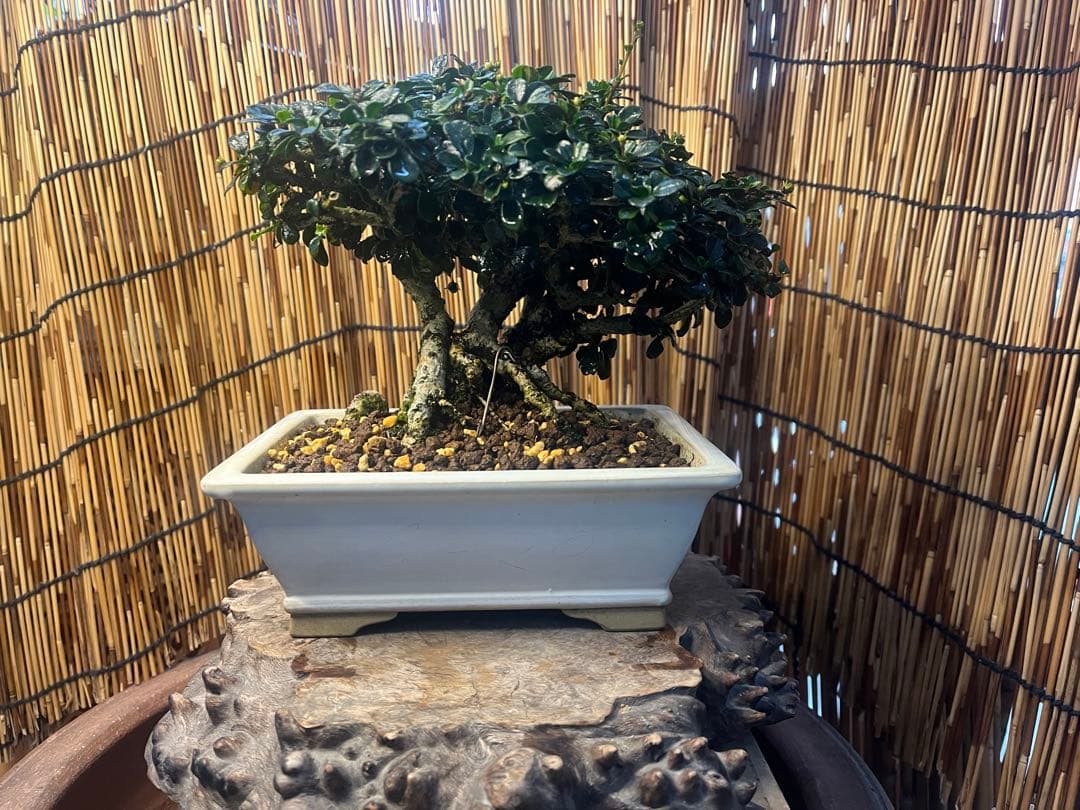 ✨✨✨フクマンギ【◎福万木】検/実物盆栽♪セール♪