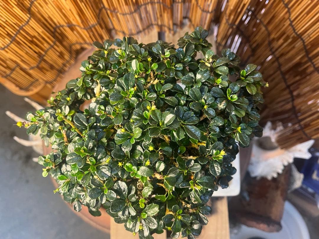 ✨✨✨フクマンギ【◎福万木】検/実物盆栽♪セール♪