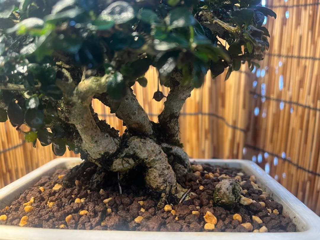 ✨✨✨フクマンギ【◎福万木】検/実物盆栽♪セール♪