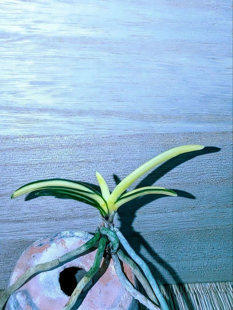 [年末大感謝祭東京土産編激安!!]富貴蘭　真砂系白牡丹