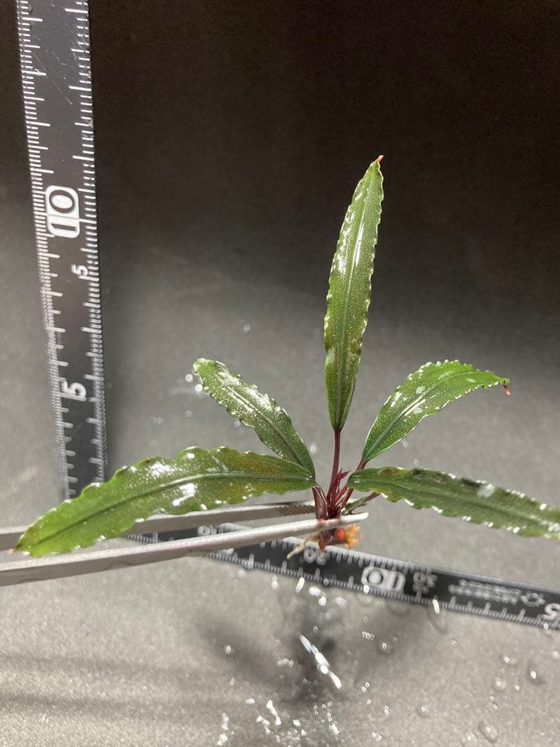 ブセファランドラsp.ララズ(水上葉)