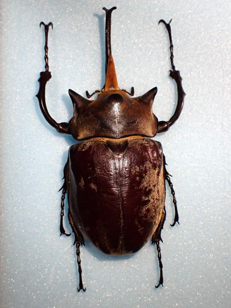 【標本】イイジマゾウカブト　ベネズエラ産　野外品 119.2ミリ