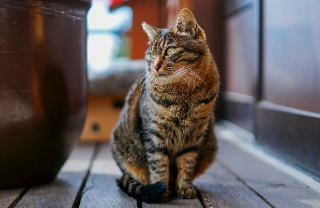 ソニー 単焦点レンズ Sonnar T* FE 55mm F1.8 ZA