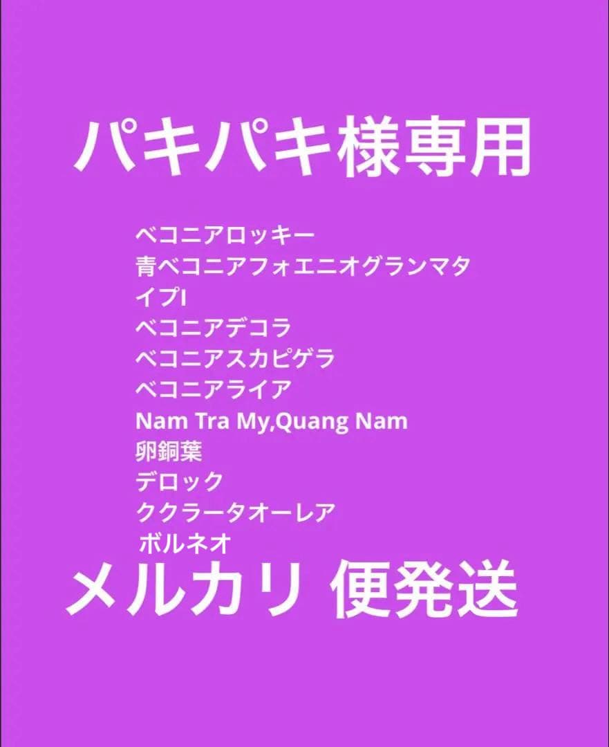 専用❣️Begonia 10点＋ご購入済株同梱