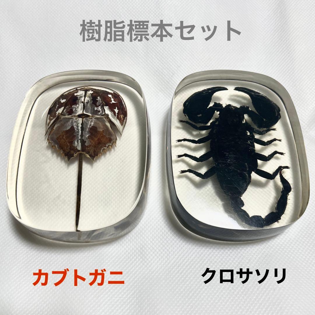 【特大】カブトガニ &クロサソリ　アクリル樹脂標本セット