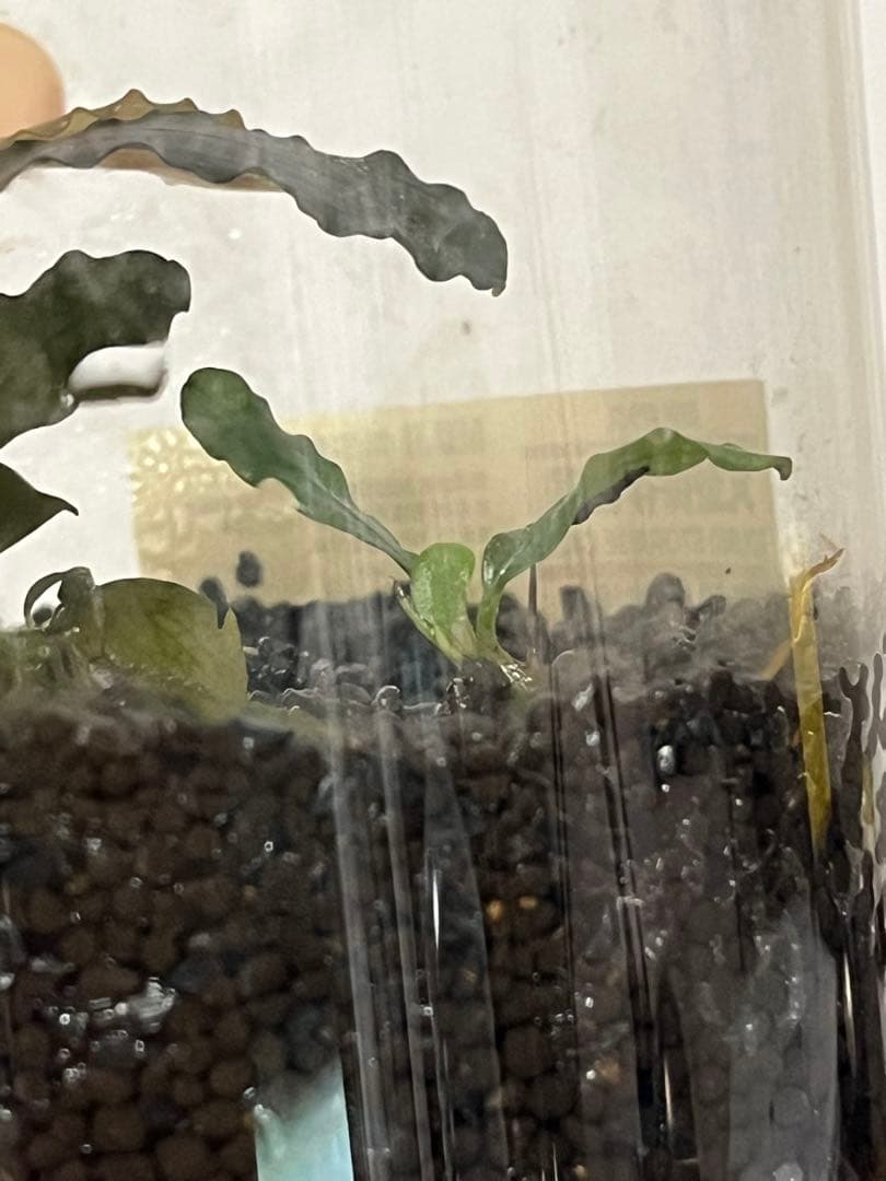 【正規タグ付き】Bucephalandra sp.“彩雲”