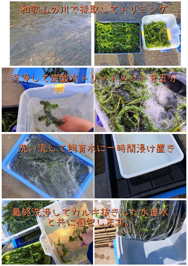 【1000本】天然 アナカリス