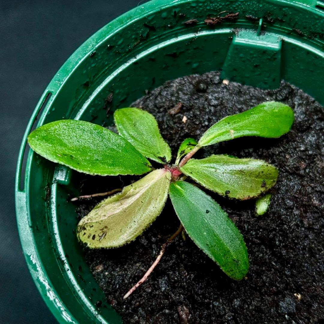 ホマロメナ ペタ×ペタ　正規タグ付き