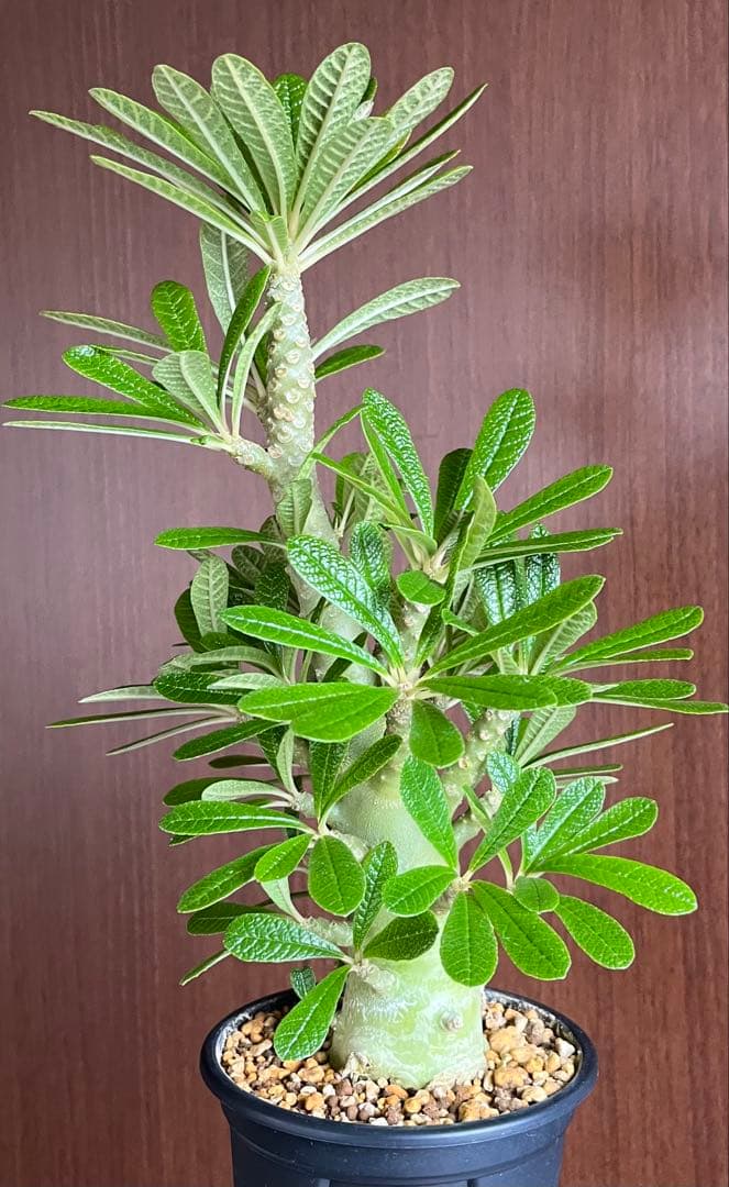 Q太郎【レア/塊根植物】ドルステニア ギガス 鉢植え A-10