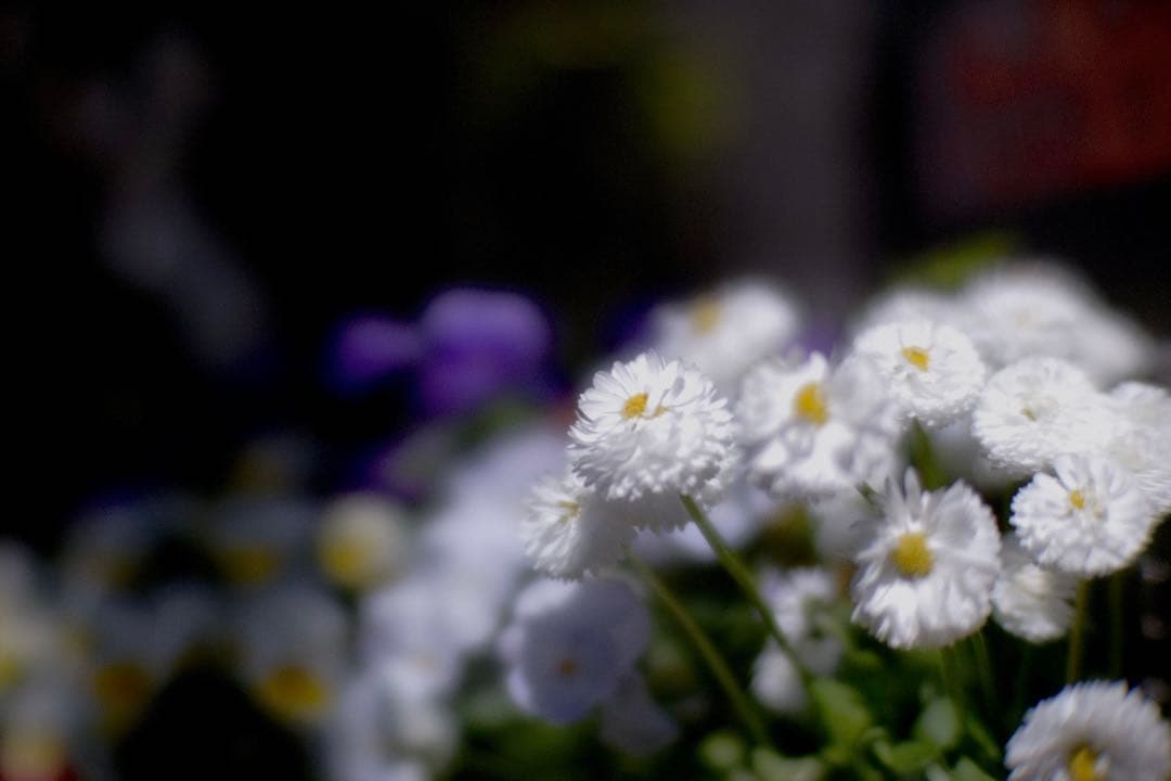 VILTROX ビルトロックス AF 75mm F1.2 XF