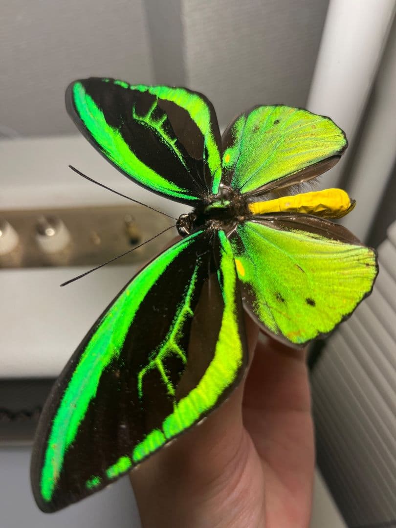 ミドリメガネトリバネアゲハ 展翅標本 外国産蝶標本 標本 蝶 採集品 アカエリ