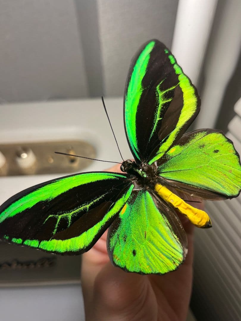 ミドリメガネトリバネアゲハ 展翅標本 外国産蝶標本 標本 蝶 採集品 アカエリ