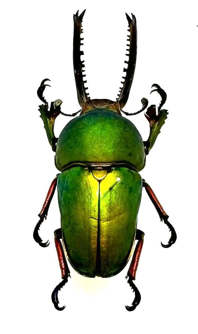 かが【標本】 まとめて