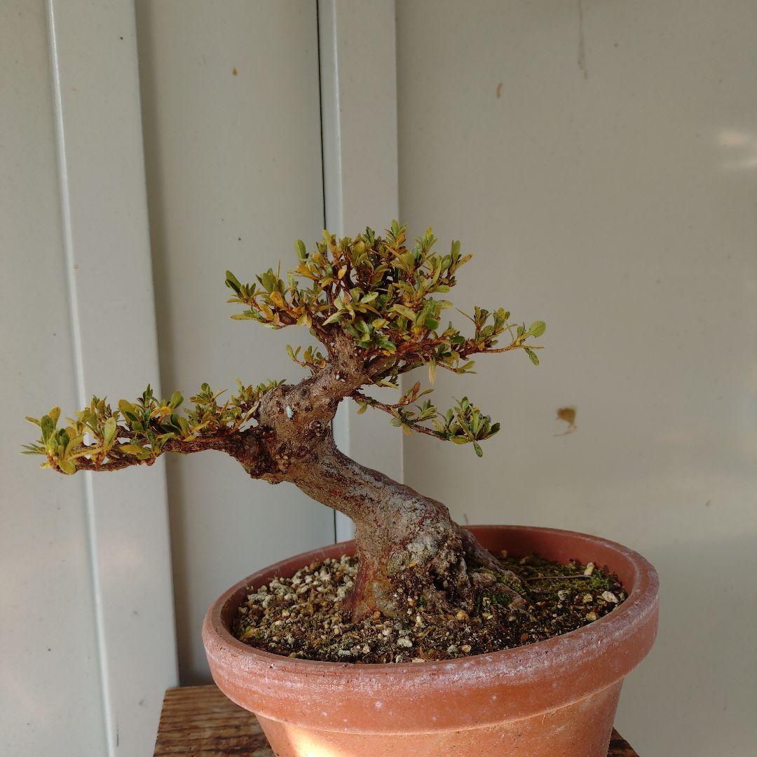 小品皐月盆栽　明美の月　高14cm