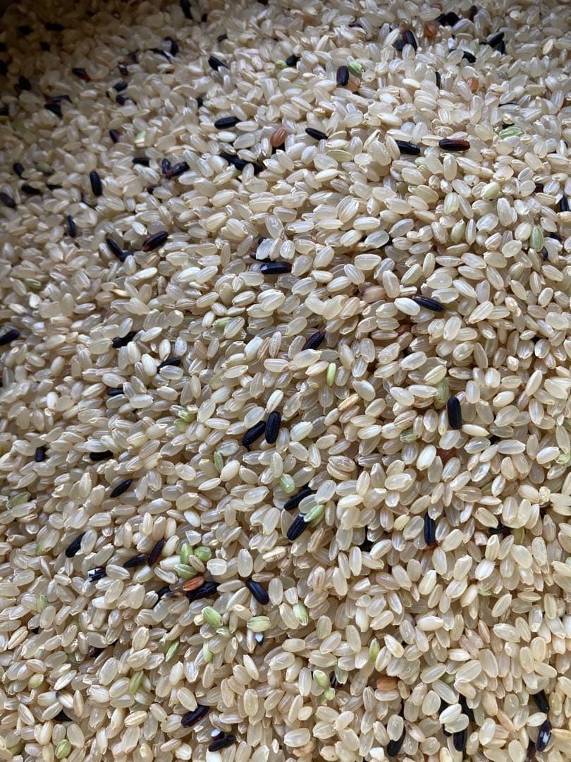 ❁⃘*.゜ニャンゴローさま専用❁⃘*.゜ 追加ご購入分