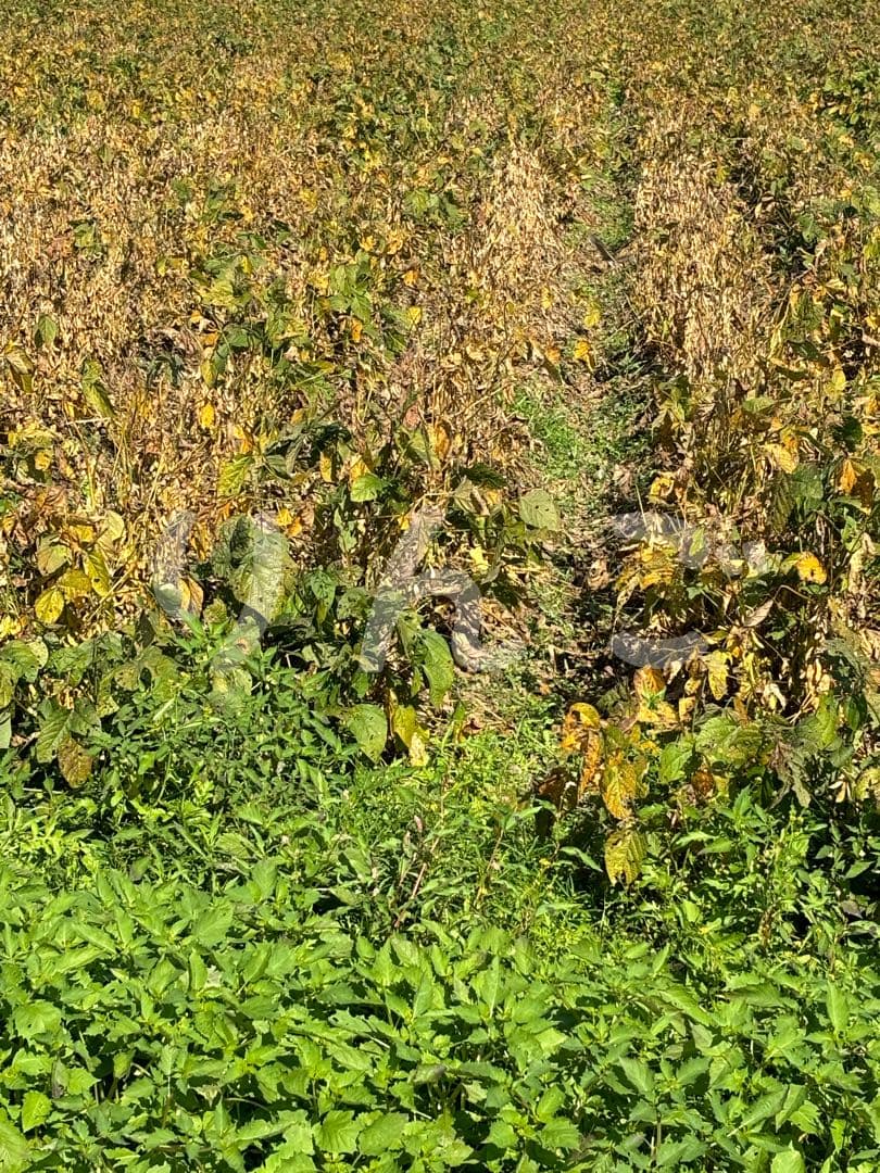 ❁⃘*.゜ニャンゴローさま専用❁⃘*.゜ 追加ご購入分